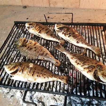 Pinto